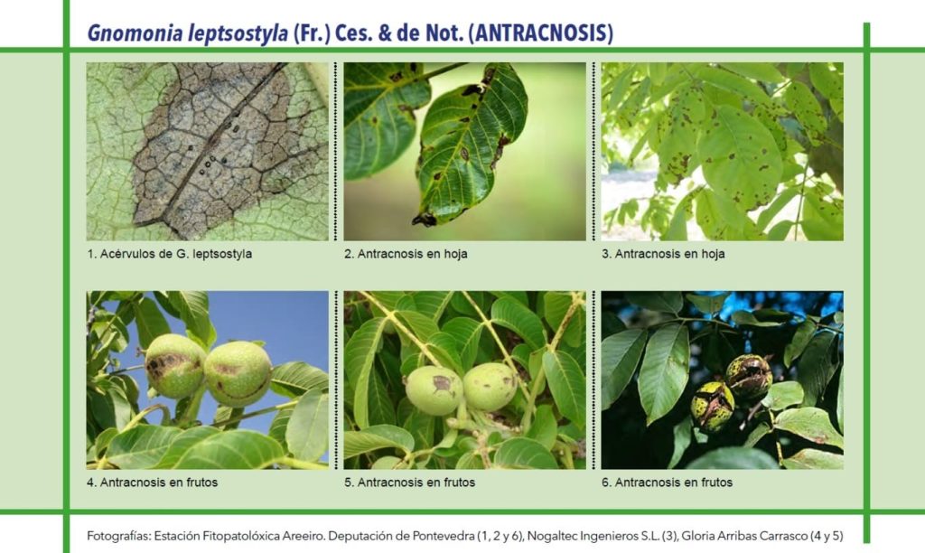 antracnosis-del-nogal-tratamiento-y-protecci-n-de-enfermedad