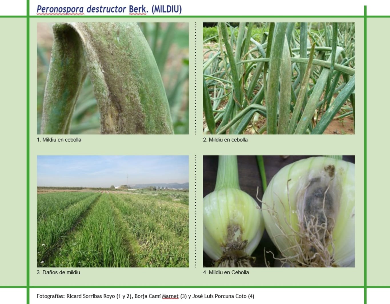 mildiu-cebolla-y-ajo-enfermedad-y-productos-para-tratamiento