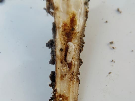 Mosca Col Mosca de la Col Plaga del Cultivo de Brassicas | Tratamiento
