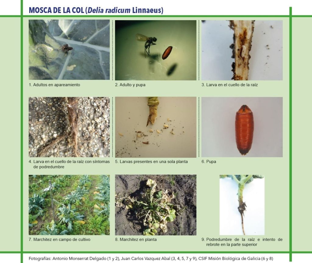Mosca Col Mosca de la Col Plaga del Cultivo de Brassicas | Tratamiento