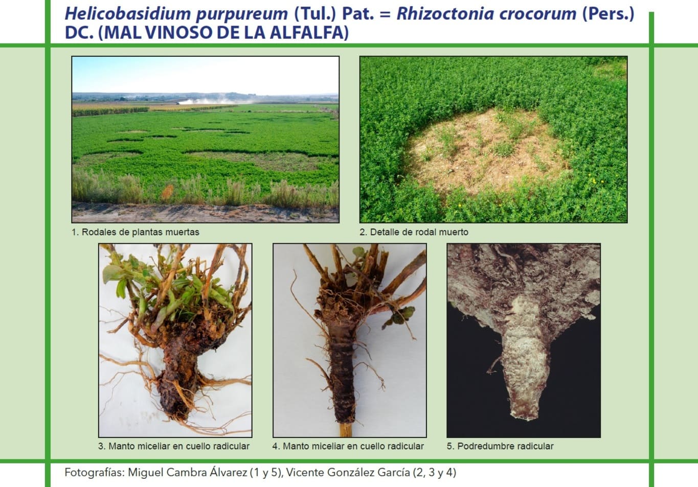 Mal Vinoso de la Alfalfa cultivo de la Alfalfa | Enfermedad y Ayuda