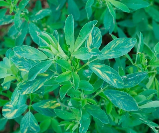 Virus del Mosaico de la Alfalfa | Cultivo de la Alfalfa Enfermedad
